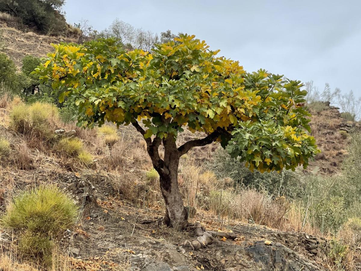 شقة Casa Del Limon Canillas de Aceituno المظهر الخارجي الصورة